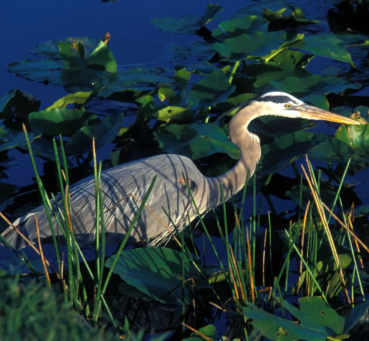 A Great Blue Heron stands sentinel at Duck River Bottoms, where wetland meets woodland.