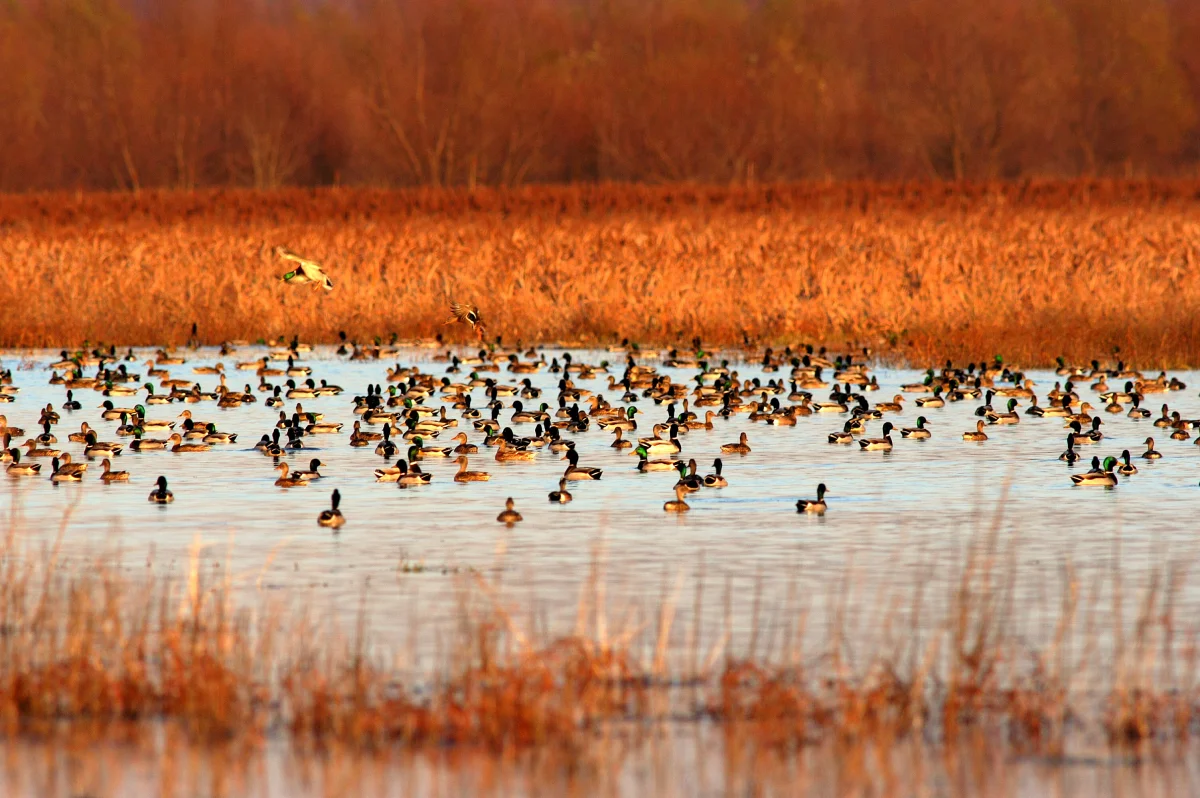 Sweeping view of the Tennessee River, wetlands, or one of the three refuge units (Big Sandy / Duck River / Busseltown)