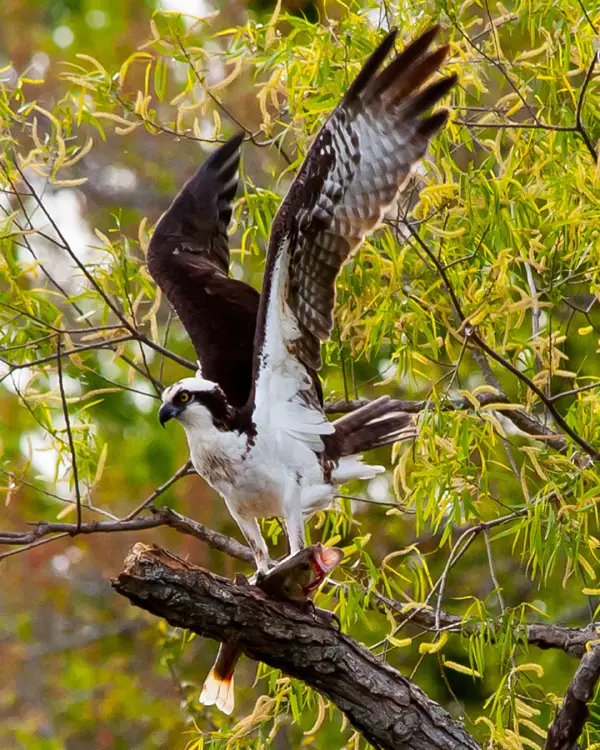 Portrait-oriented shot eagle