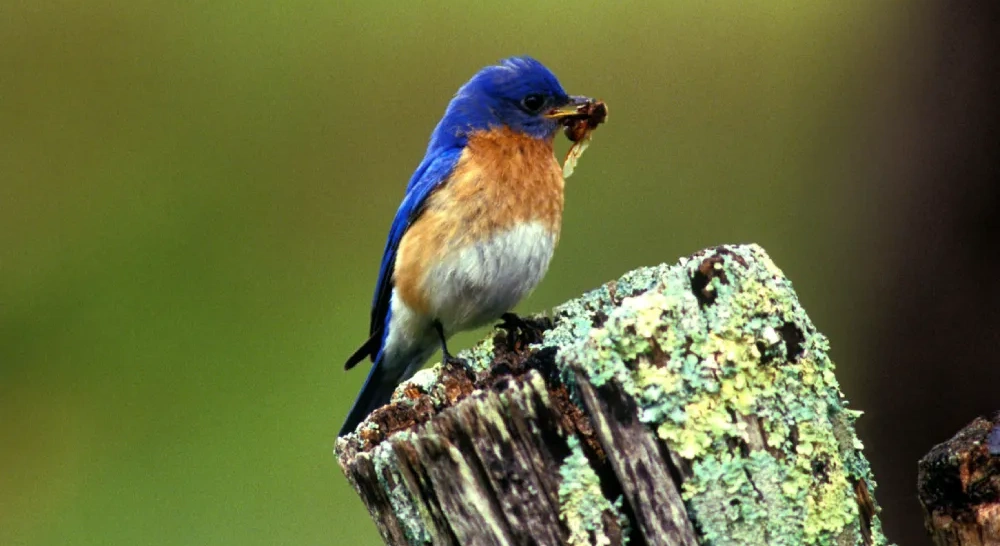 Protecting nature programs