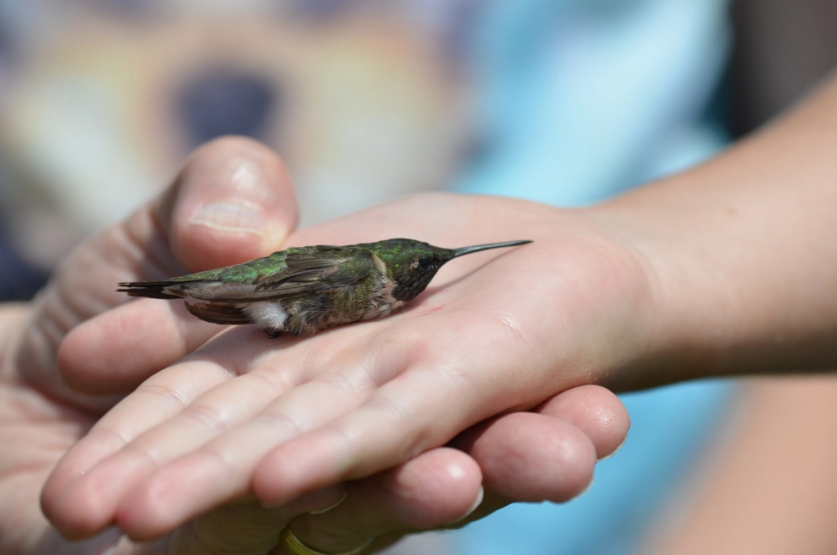humingbird